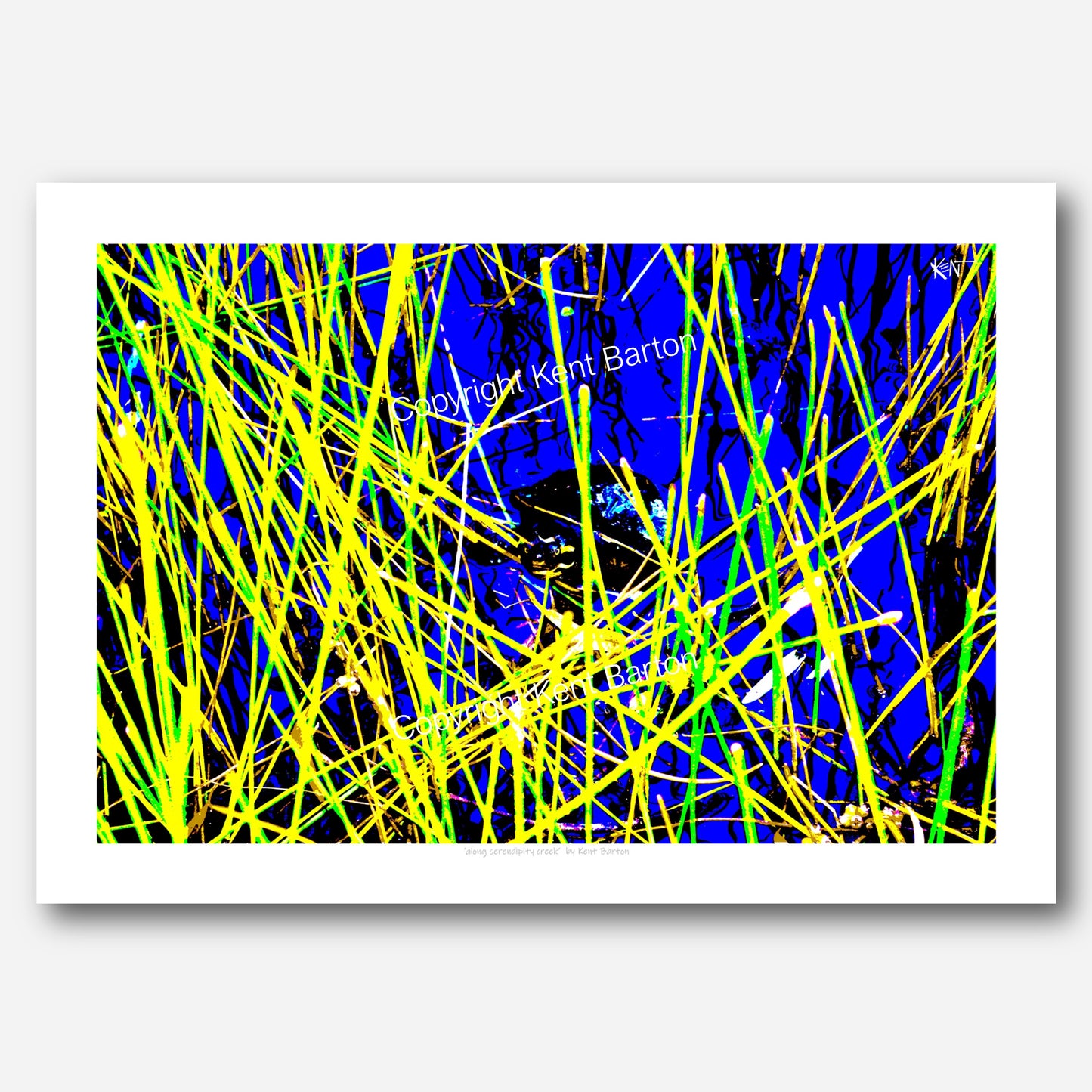 "A freshwater turtle looks up through the water reeds from the creek."