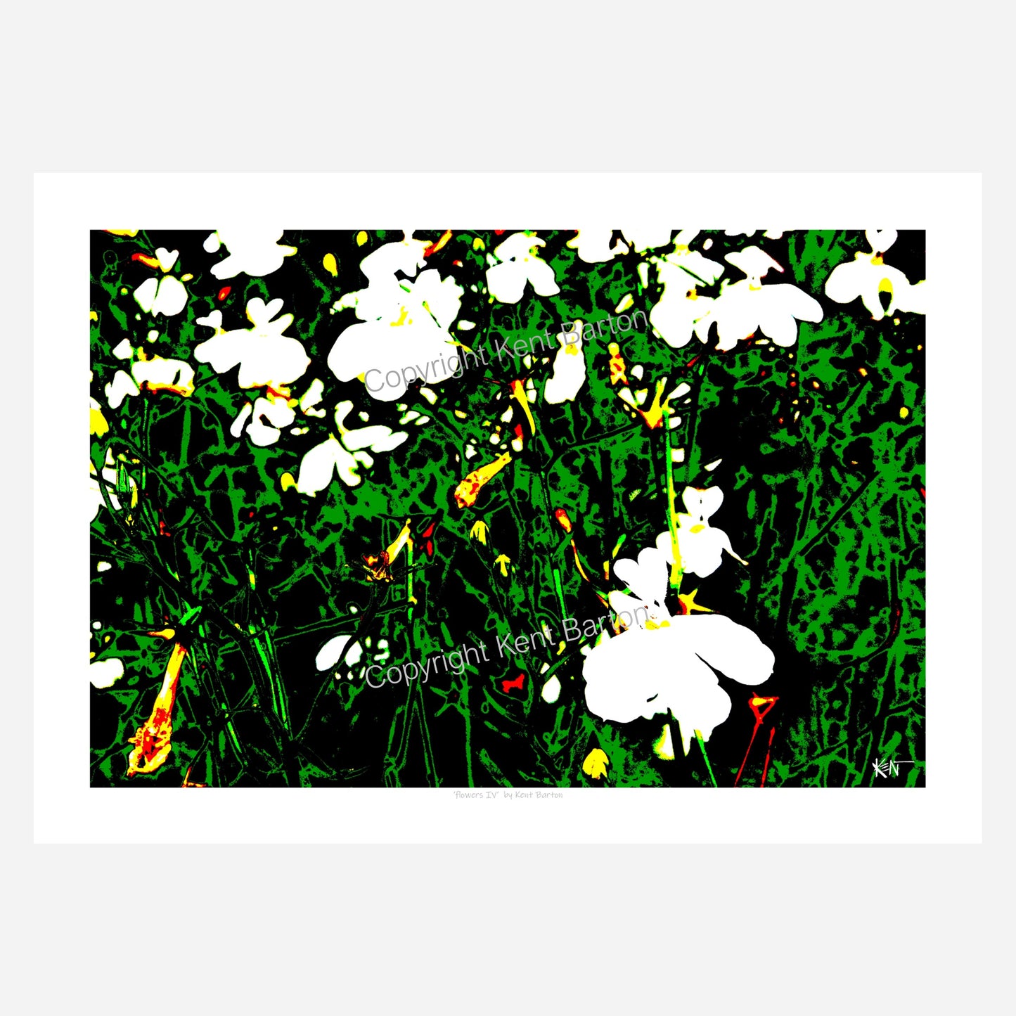 "Cluster of white flowers on green and black background."