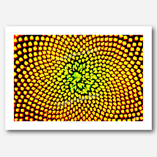 "Natural concentric pattern in yellow, red, green and black."