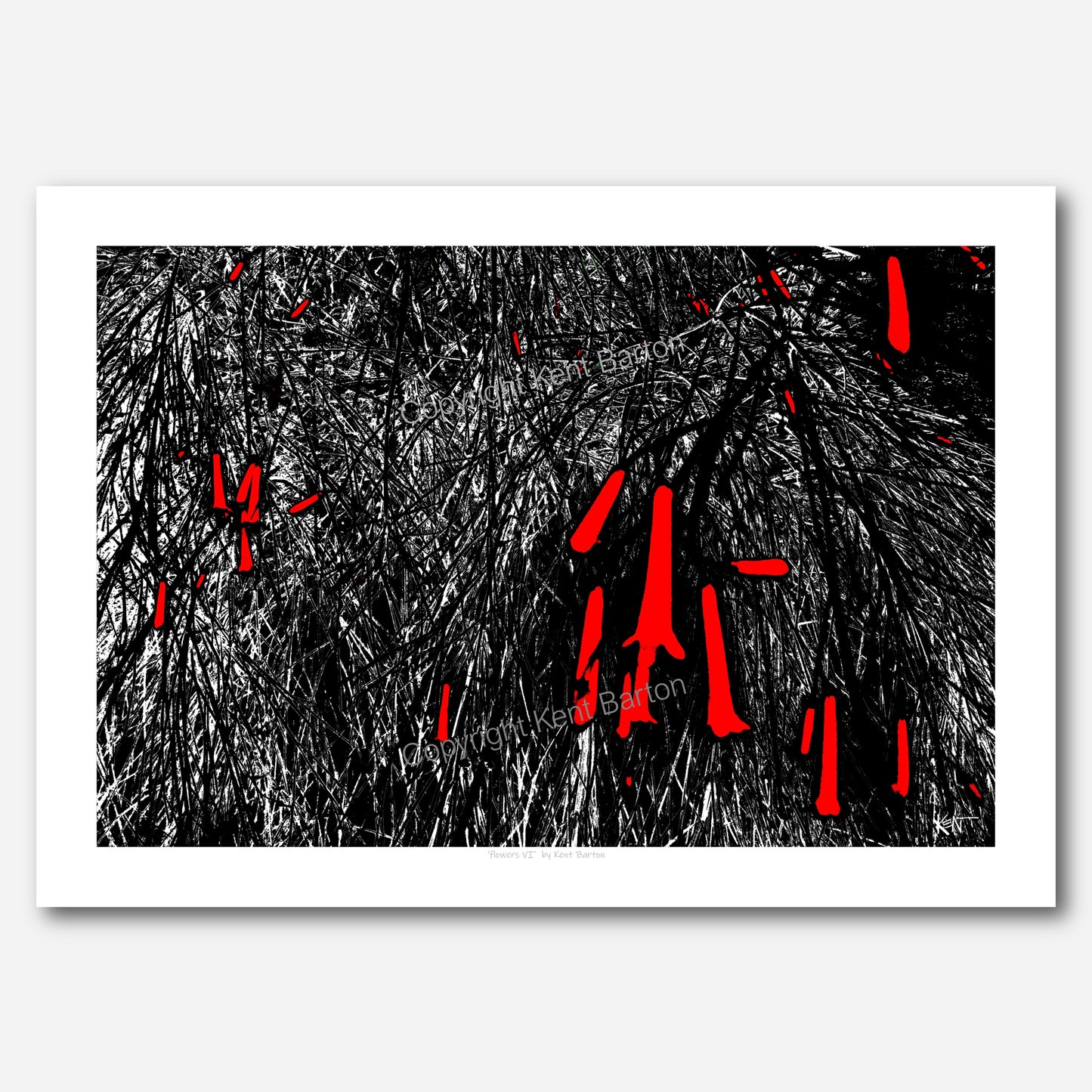 "Drawing of firecracker bush."