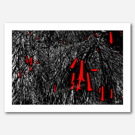 "Drawing of firecracker bush."