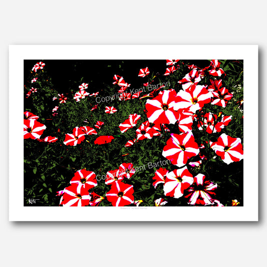 "Red and white striped flowers on a green and black background."