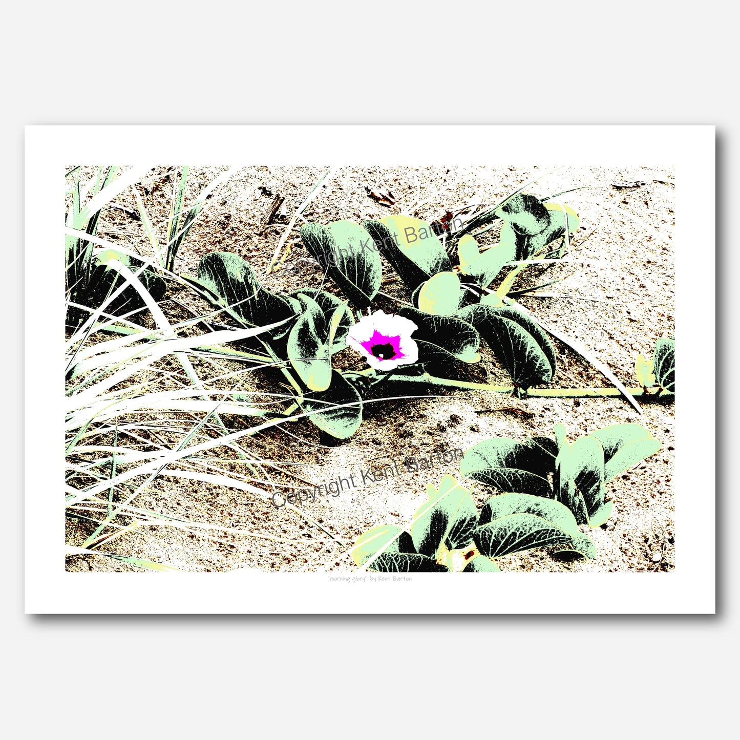Morning Glory