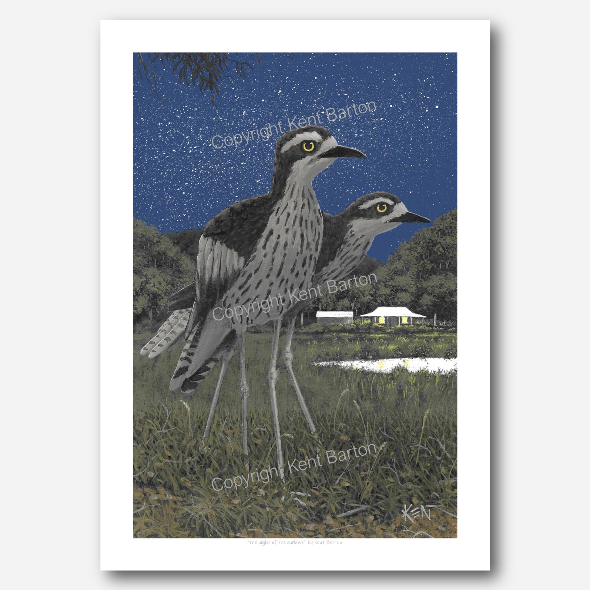 "two bush stone curlews standing across the field from a country house at night time."