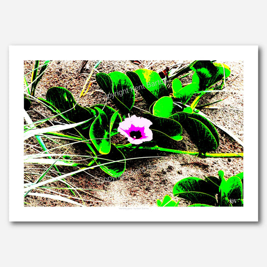 Morning Glory