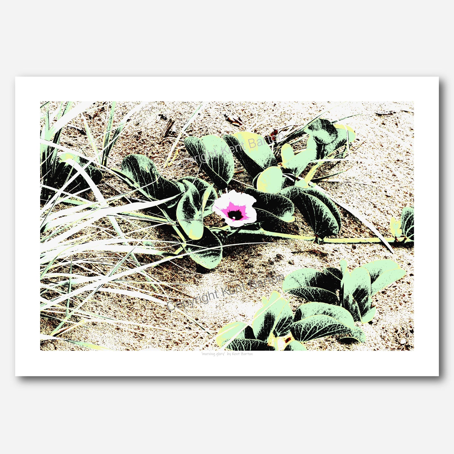 Morning Glory