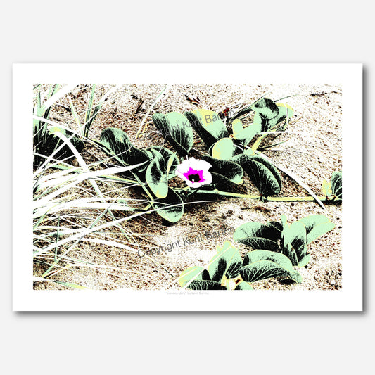 Morning Glory